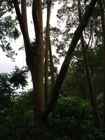 Road to Hana - these are the colored trees